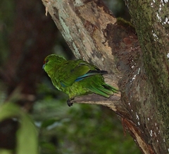 Cyanoramphus auriceps