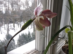 Paphiopedilum