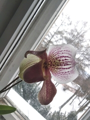 Paphiopedilum
