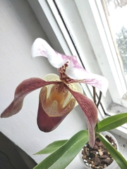 Paphiopedilum