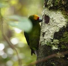 Cyanoramphus auriceps