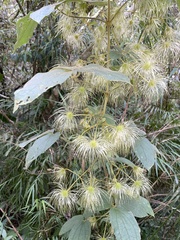 Clematis leschenaultiana