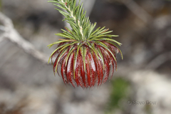 Darwinia neildiana