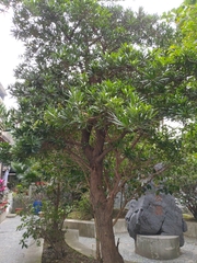 Podocarpus costalis
