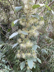 Clematis leschenaultiana
