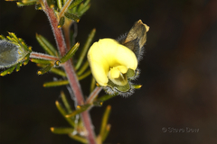 Gompholobium aristatum