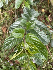 Rhamnus formosana