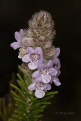 Hemiphora bartlingii