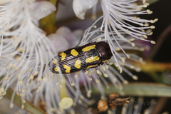 Castiarina picta