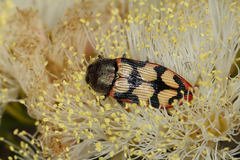 Castiarina simulata