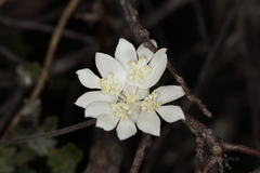 Xanthosia tomentosa