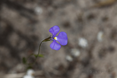 Lobelia heterophylla