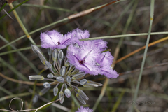 Thysanotus multiflorus
