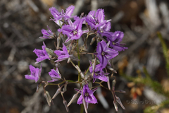 Thysanotus multiflorus