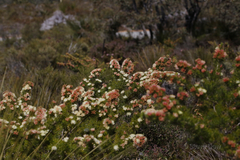 Melaleuca urceolaris