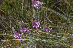 Comesperma virgatum
