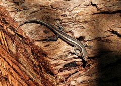 Cryptoblepharus buchananii