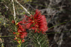 Melaleuca quadrifida