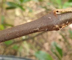 Episinus