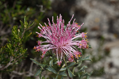 Isopogon dubius