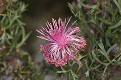 Isopogon dubius
