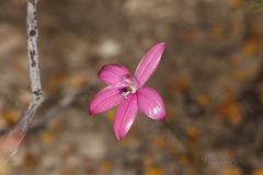 Elythranthera emarginata