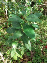 Ficus cumingii terminalifolia