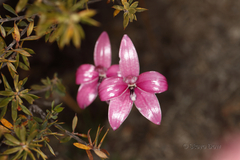 Elythranthera emarginata