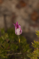 Elythranthera emarginata