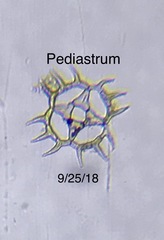 Hydrodictyaceae