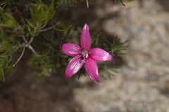 Elythranthera emarginata