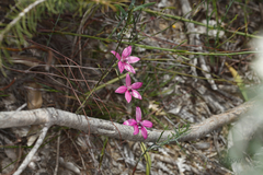 Elythranthera emarginata