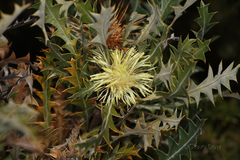 Banksia armata