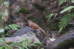 Pterorhinus pectoralis