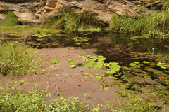 Azolla filiculoides
