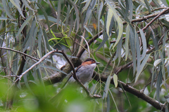 Hemixos castanonotus