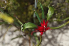 Anigozanthos manglesii