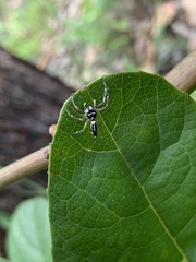 Cosmophasis thalassina