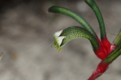 Anigozanthos manglesii