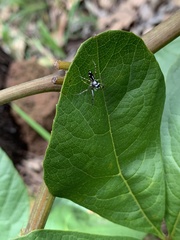 Cosmophasis thalassina