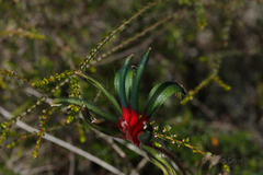 Anigozanthos manglesii