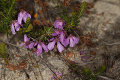 Tetratheca confertifolia
