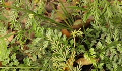 Asplenium rutifolium