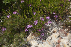 Tetratheca confertifolia