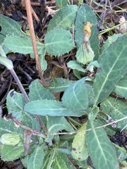 Sonchus megalocarpus
