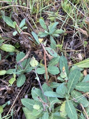 Sonchus megalocarpus