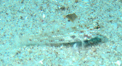 Fusigobius melacron