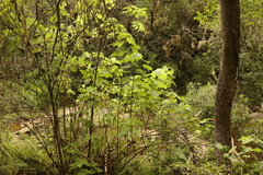 Sparrmannia africana