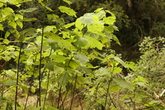 Sparrmannia africana