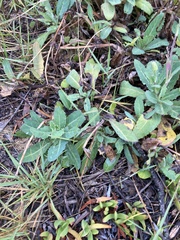 Sonchus megalocarpus
